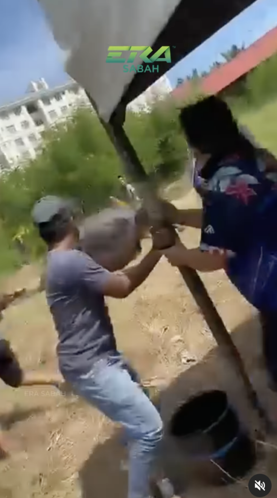 Kerbau Korban Terlepas Ikatan, Wanita Cedera Kena Sondol Demi Selamatkan Anak Di Sabah